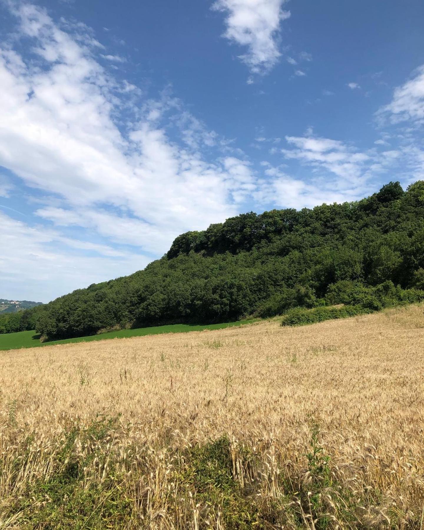 Agriturismo L'Esinante Cupramontana 외부 사진